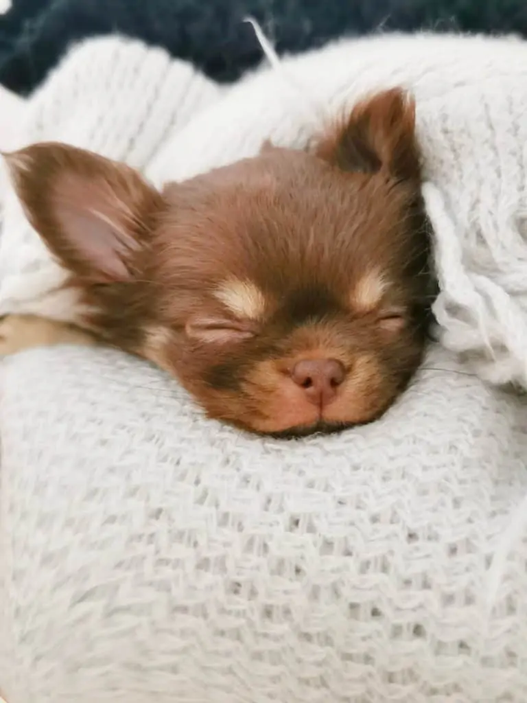 13 a brown sleeping chihuahua