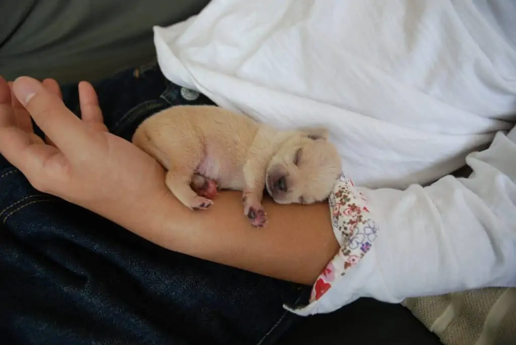 14 a chihuahua puppy