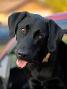 2 a black lab