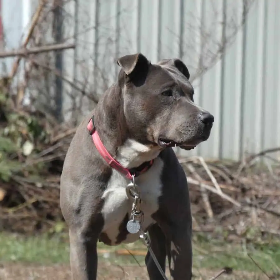 American pit hot sale blue nose