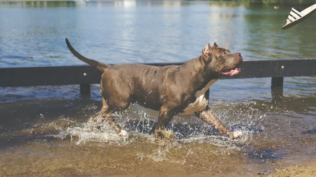 2 an American Bully in water