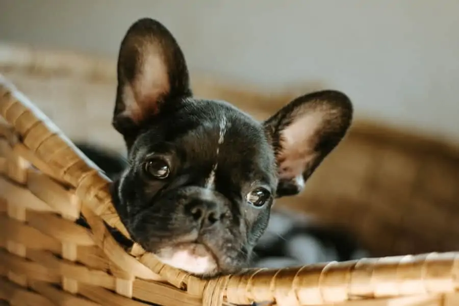 3 a black french bulldog in a basket