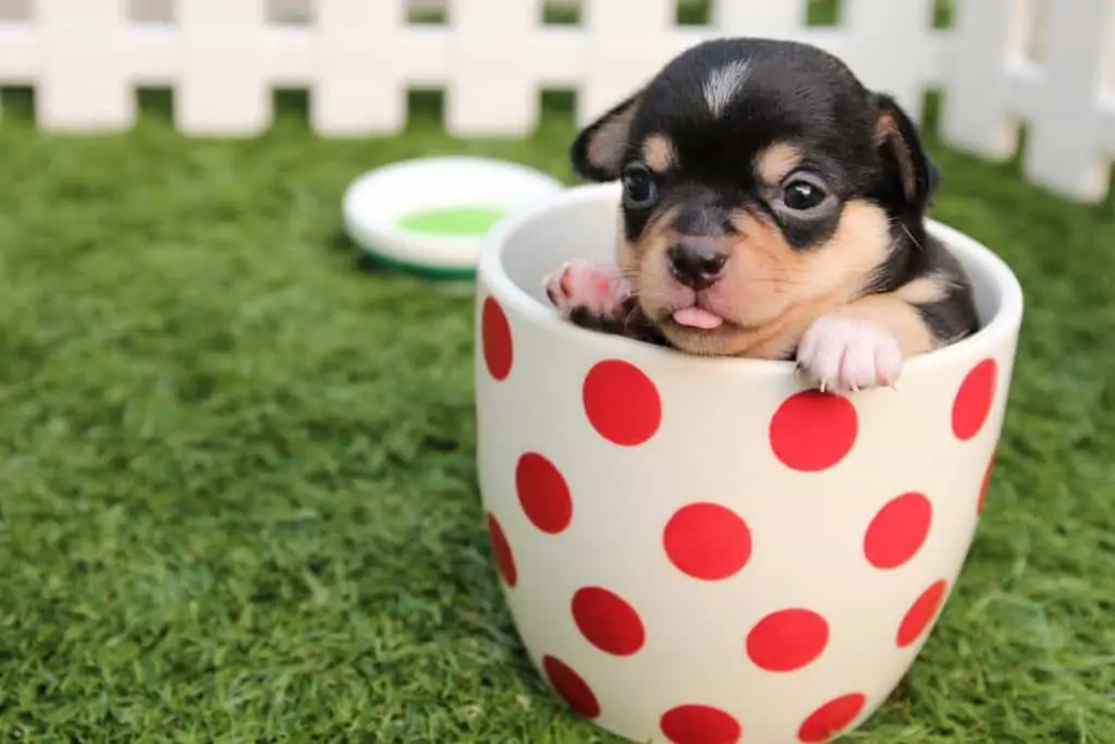 3 a teacup chihuahua puppy in a cup