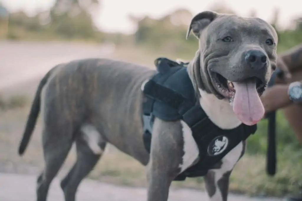 4 a Happy blue nose pitbull with a vest