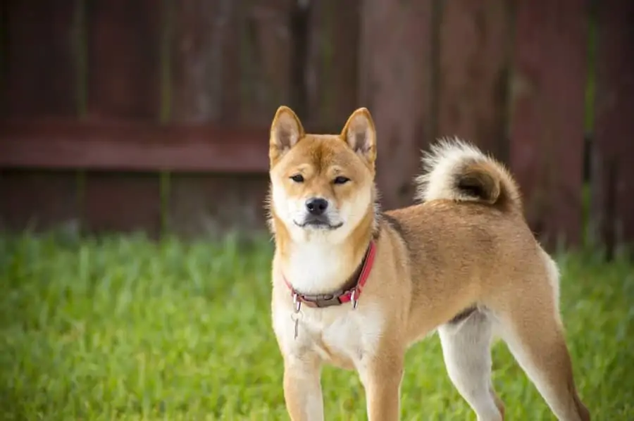 4 a Shiba Inu with a red collar