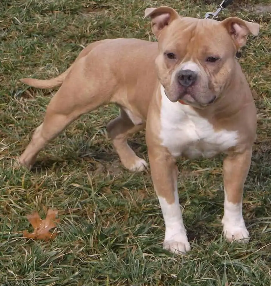 4 a fawn american bully