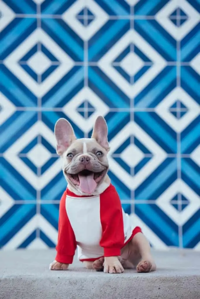 4 a french bulldog in a red sweatr