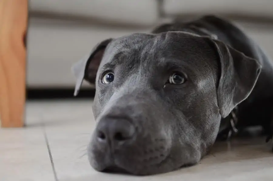 4 a labrabull laying under a table