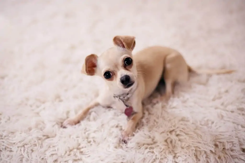 4 a small chihuahua on a bed