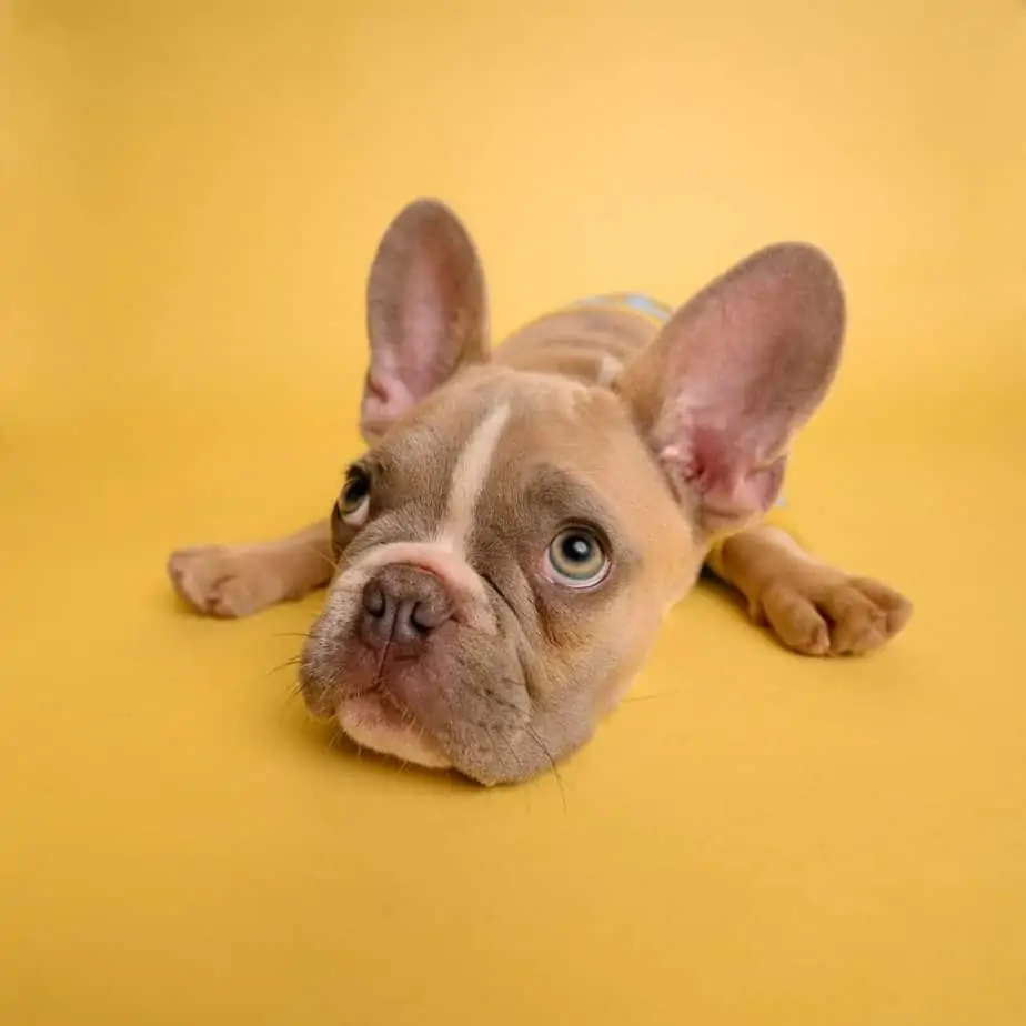 5 a French Bulldog Laying Down