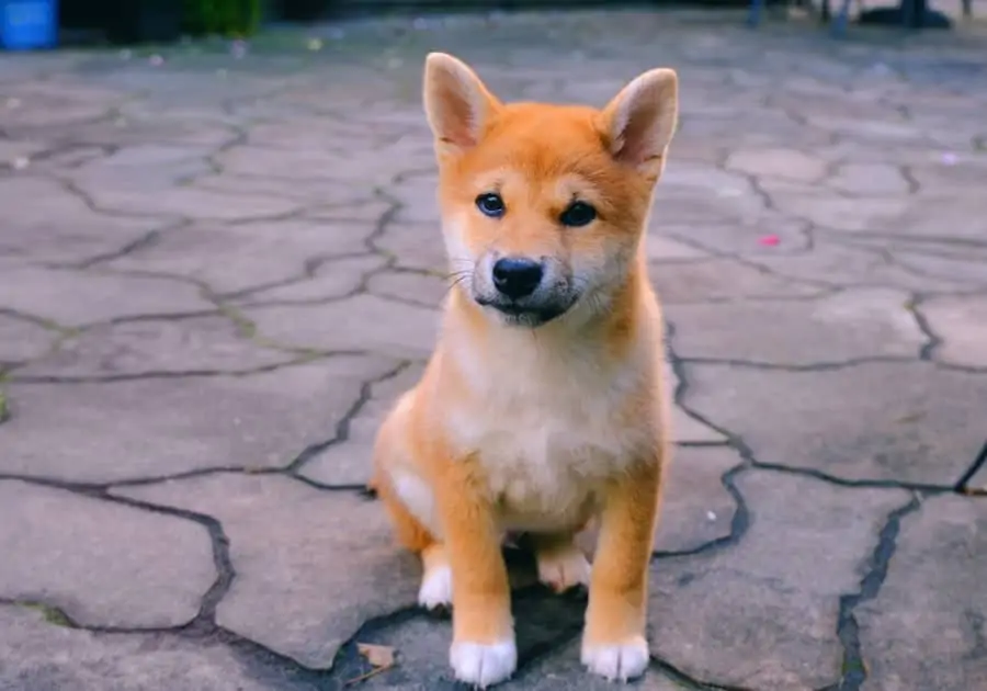 5 a Shiba Inu Puppy