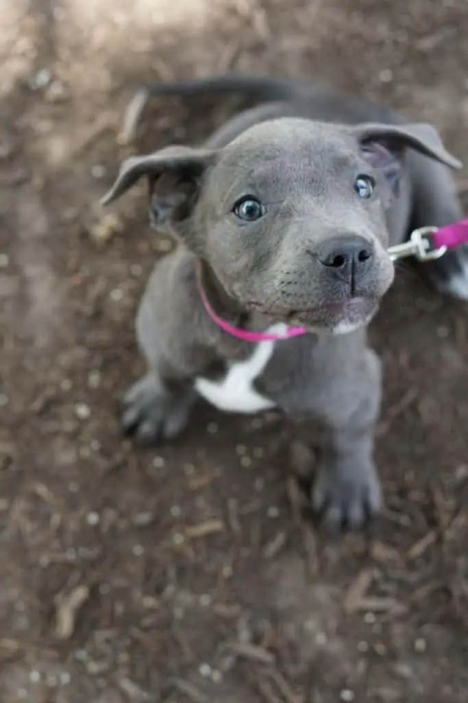 Blue and grey sales pitbull