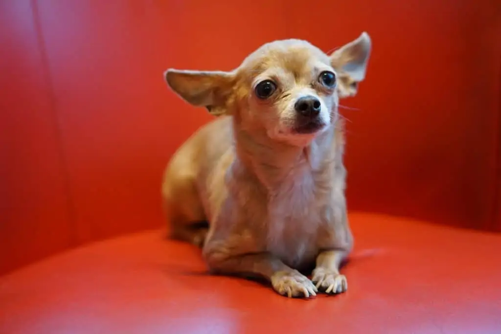 5 a chihuahua on a red chair