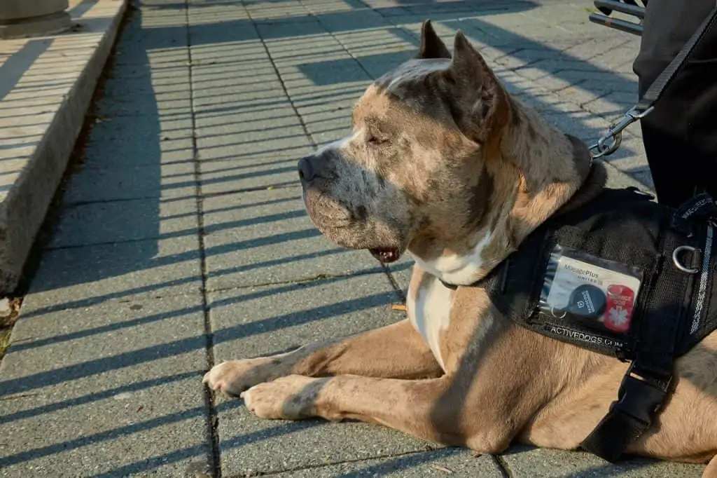 6 American Bully on a leash