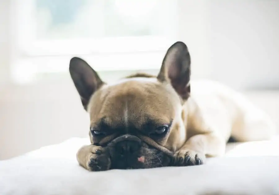 6 a French Bulldog laying down ona. white bed