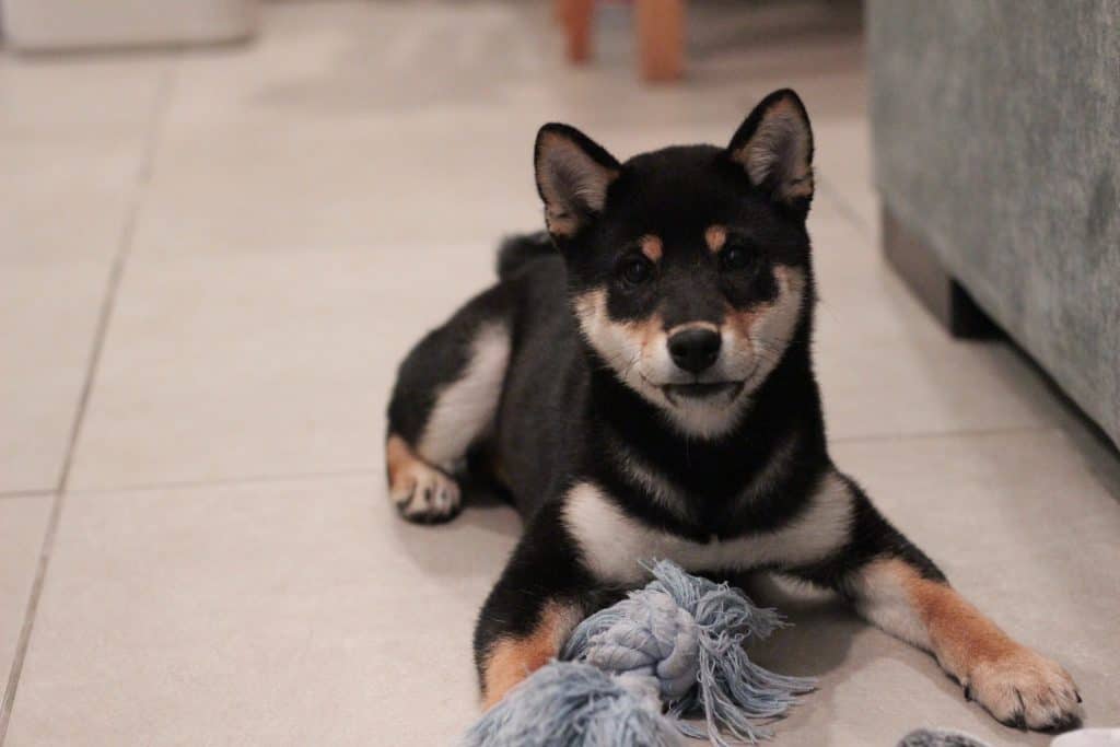 6 a black and tan Shiba inu with a toy
