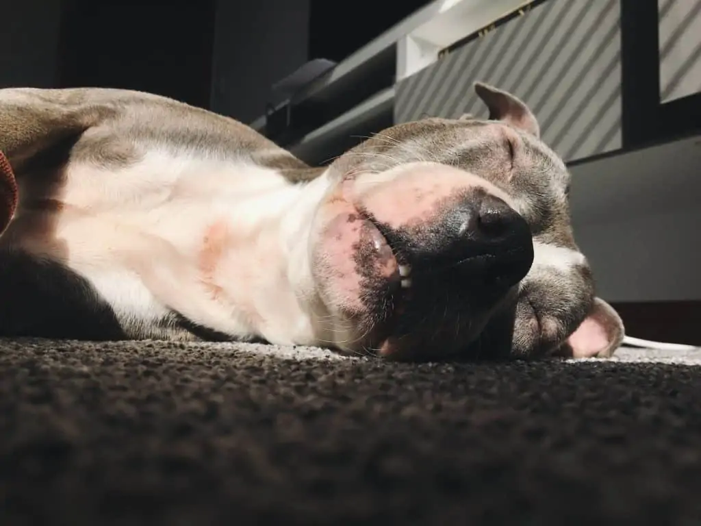 6 a blue nose pitbull laying in sun