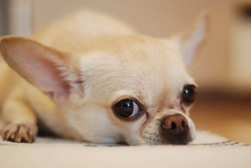 6 a teacup chihuahua laying down