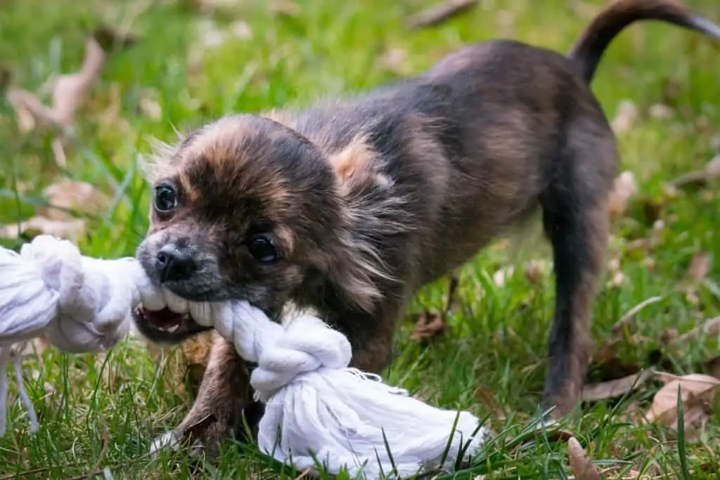 7 a brown chihuahua playing