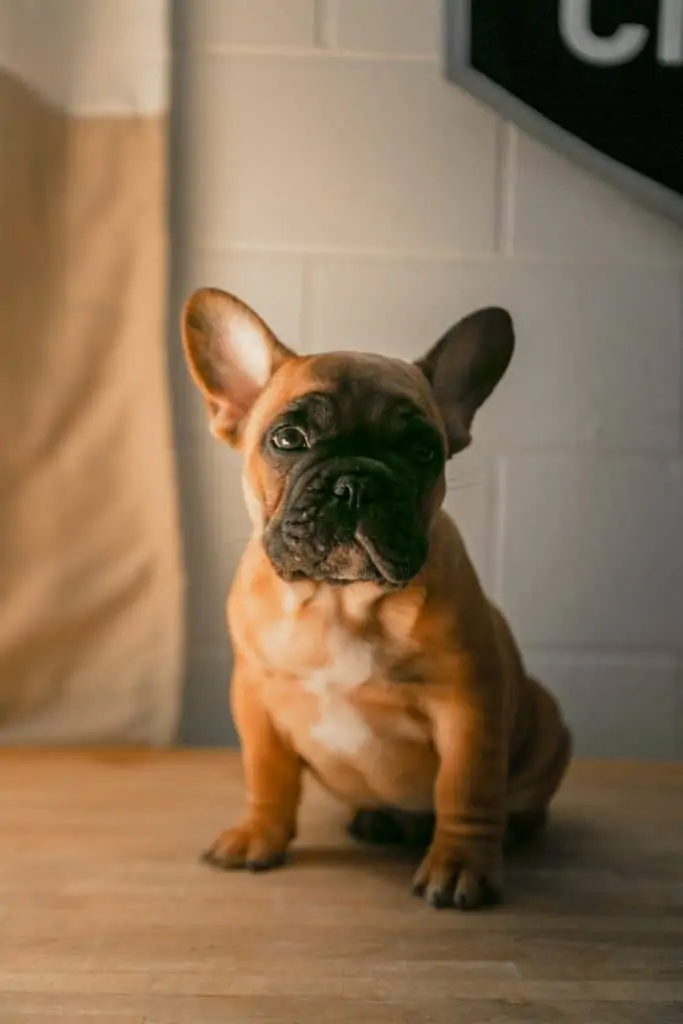 7 a tan french bulldog