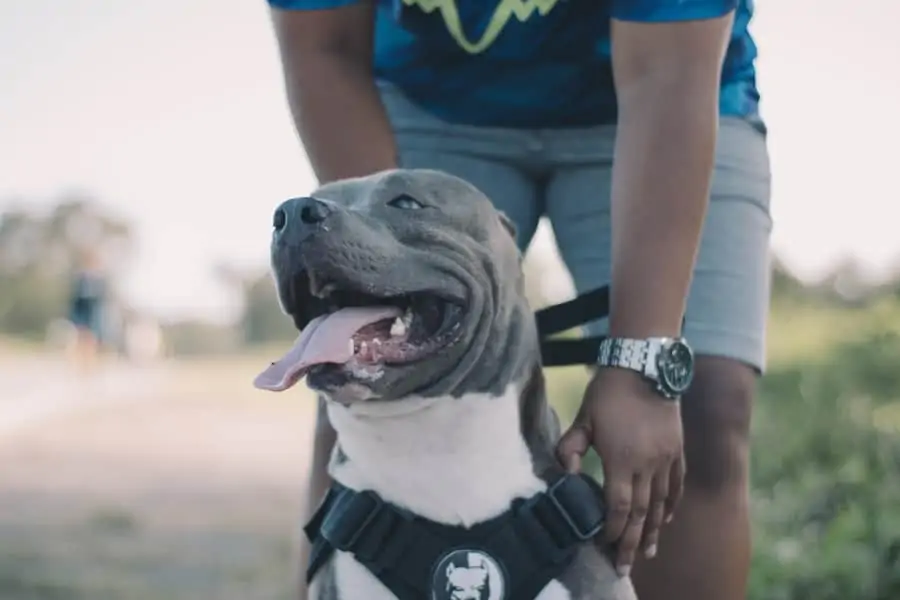 8 a blue nose pitbull on a walk