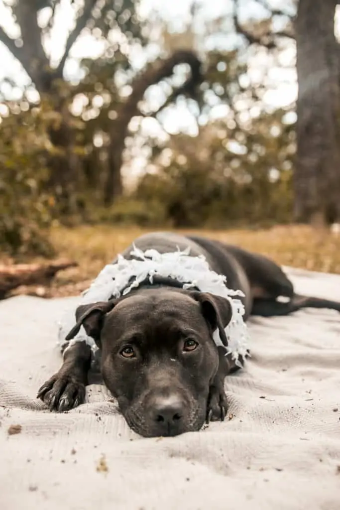 8 a labrabull laying outside