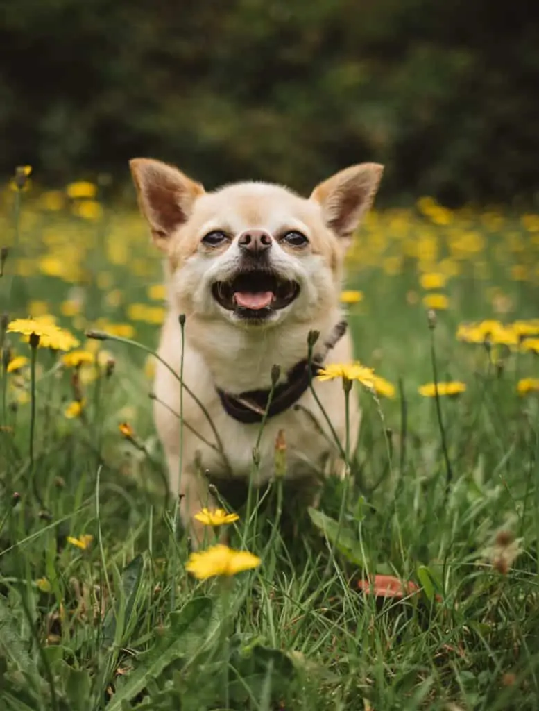 9 a chihuahua in grass and flowers