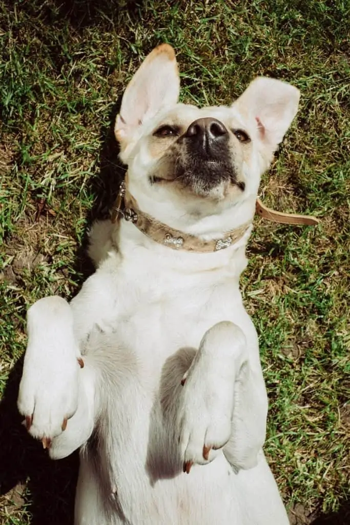 9 a yellow labarbull in grass