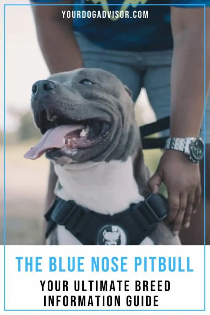 Blue Nose Pitbull 1