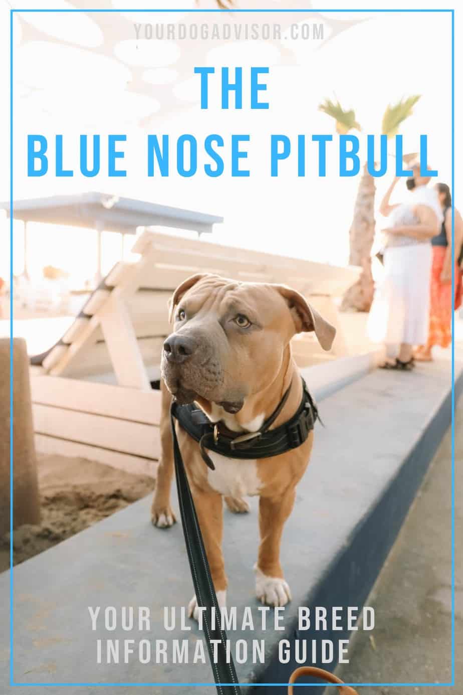 The Blue Nose Pitbull - Your Ultimate Breed Information Guide | Your ...