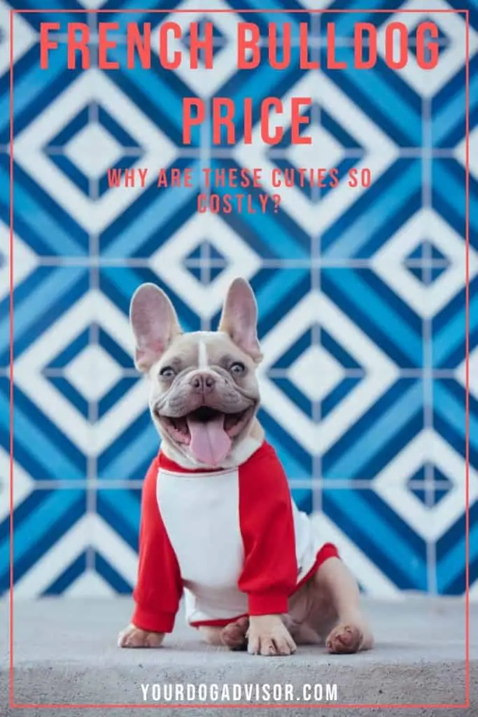 French Bulldog Price 1