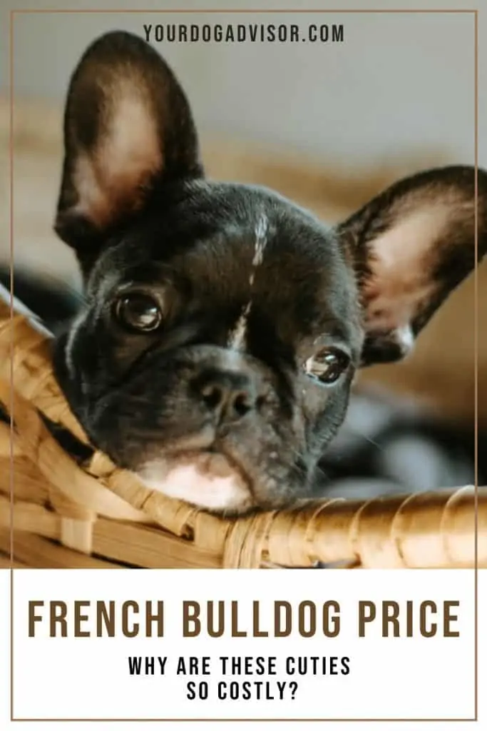 French Bulldog Price - Why Are These Cuties so Costly? - Your Dog Advisor