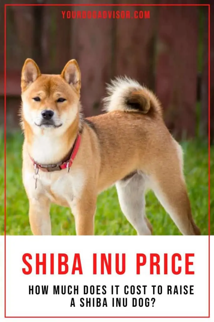 Shiba Inu Price 1