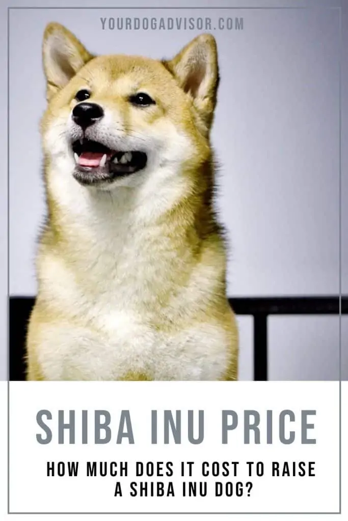 Shiba Inu Price 2