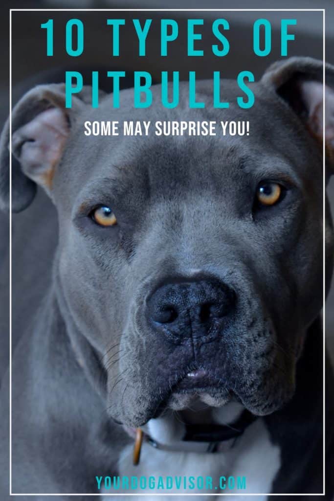 Pibble Types 10 Types of Pitbulls (Some May Surprise You) | Your Dog Advisor