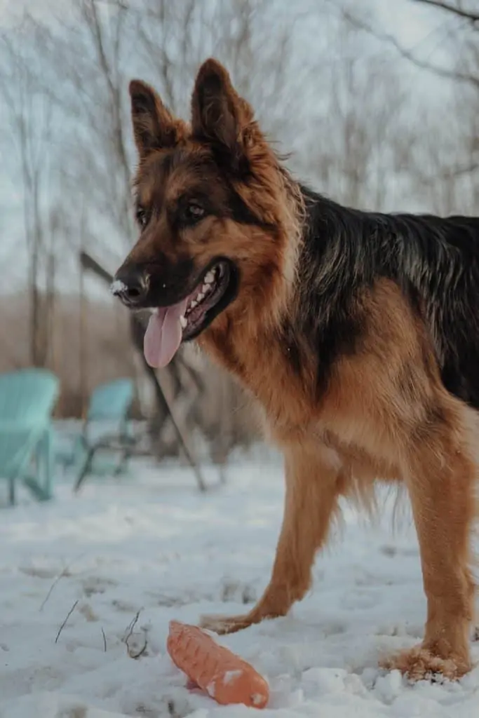 1 a King Shepherd in snow