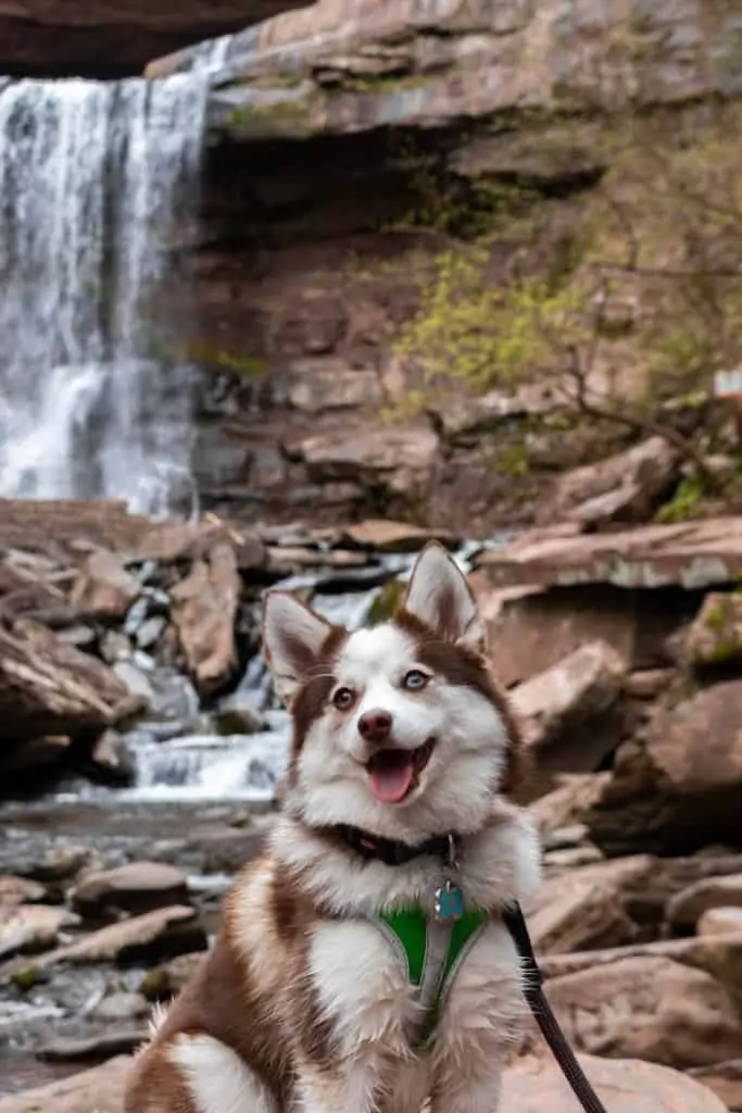 1 a Pomeranian Husky By A Waterfall