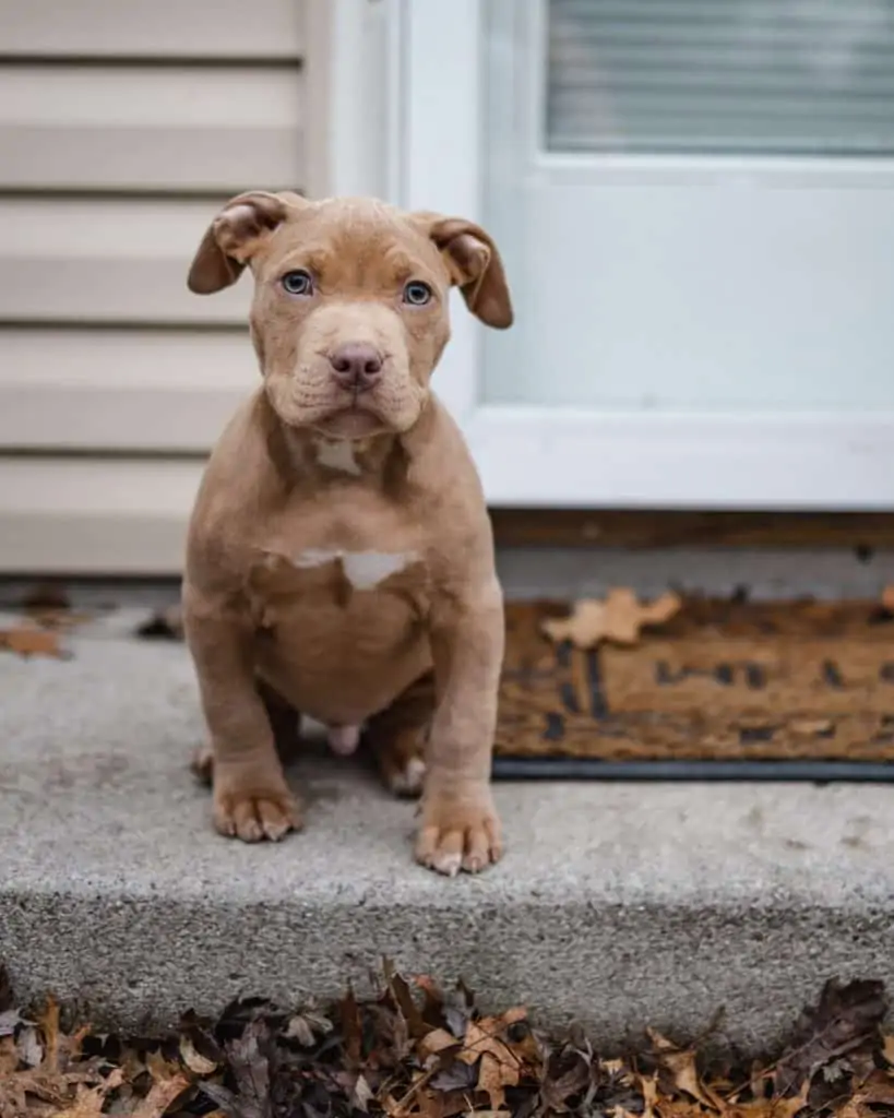 1 a brown pocket pitbull