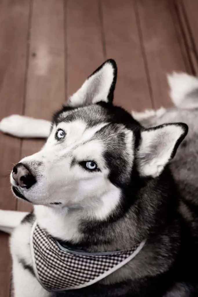 1 a husky laying down with a bandana