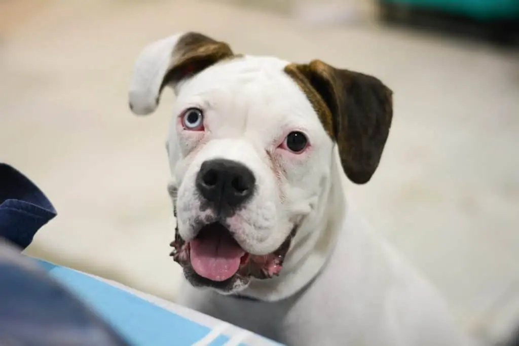 lab pitbull boxer mix puppy