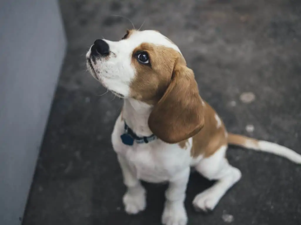1 a pocket beagle looking up