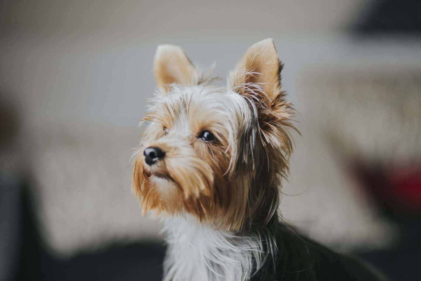 How Much Do Teacup Yorkies Cost? Your Dog Advisor
