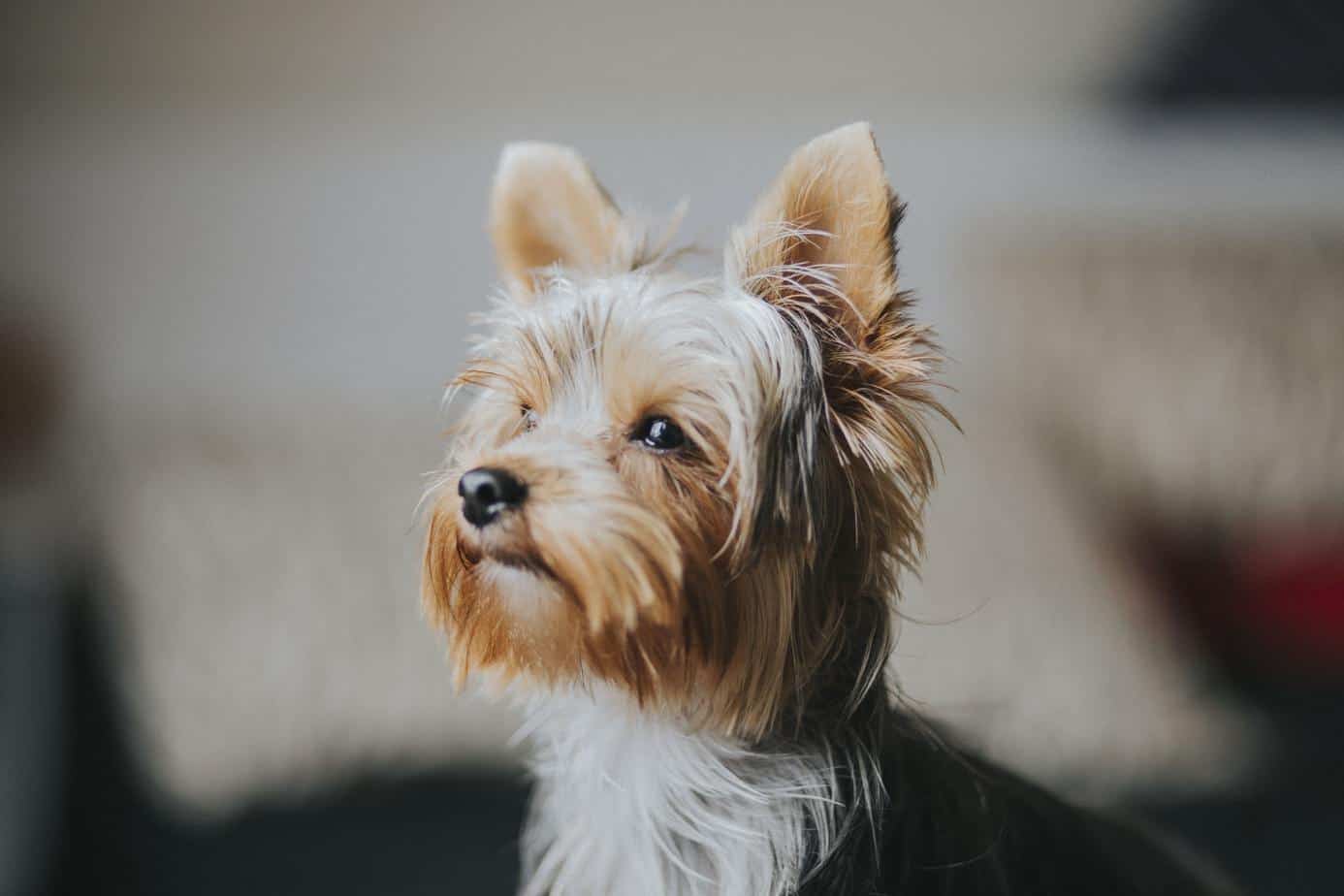 How Much Do Teacup Yorkies Cost? Your Dog Advisor