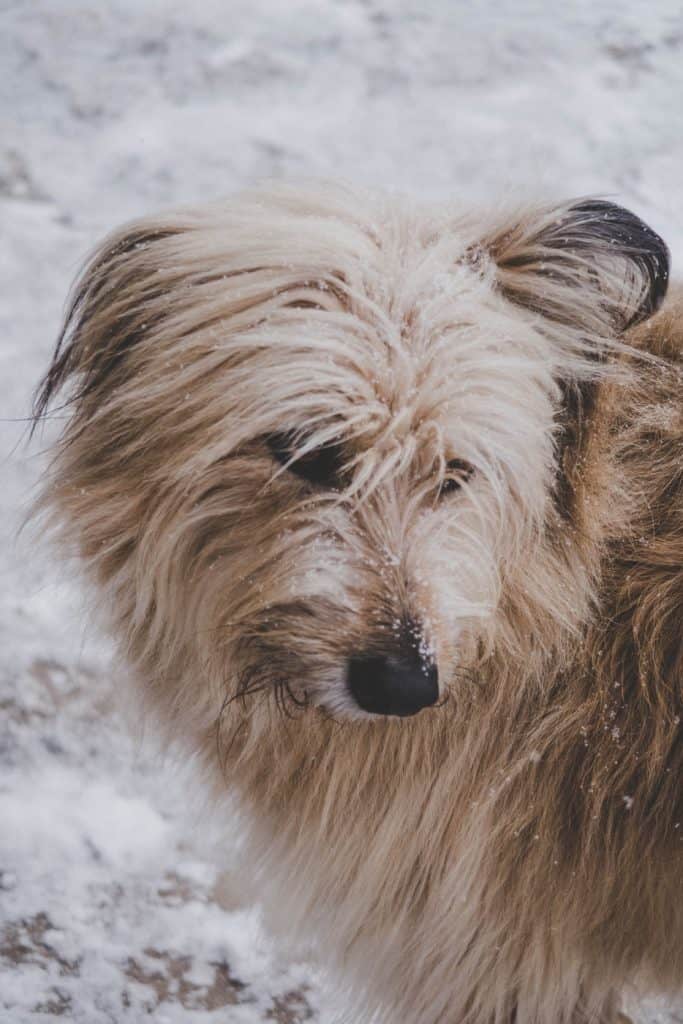 Mixed store terrier breeds