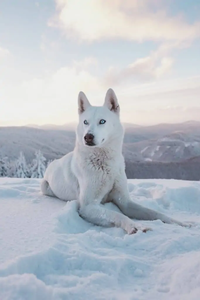 solid white husky full grown