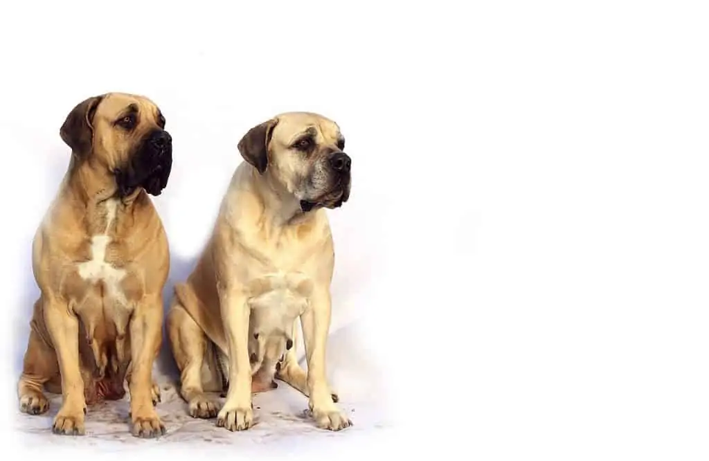 1 two American Mastiff dogs