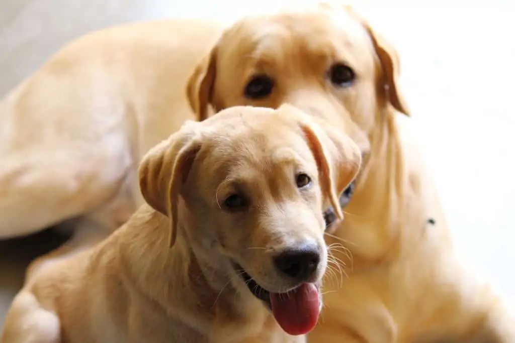 1 two different size labradors