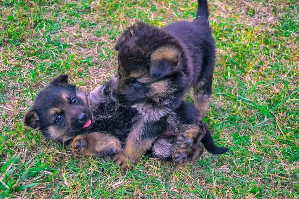 1 two puppies playing in grass