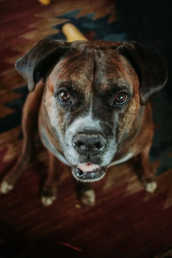 11 a brindle Pitbull boxer mix on a rug