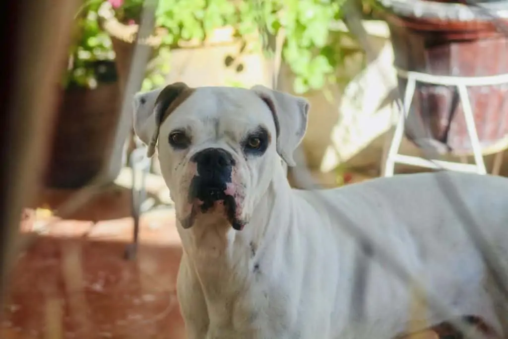 13 a Pitbull boxer with a brown ear